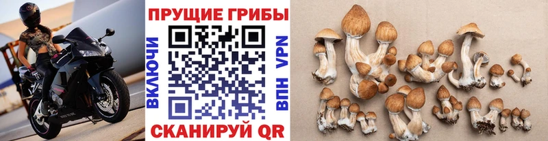 Галлюциногенные грибы Psilocybine cubensis  Королёв 